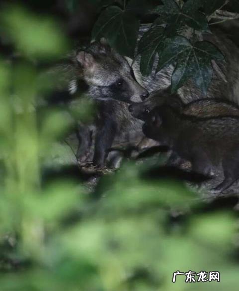 貉子是什么动物怎么读 貉子属于什么动物