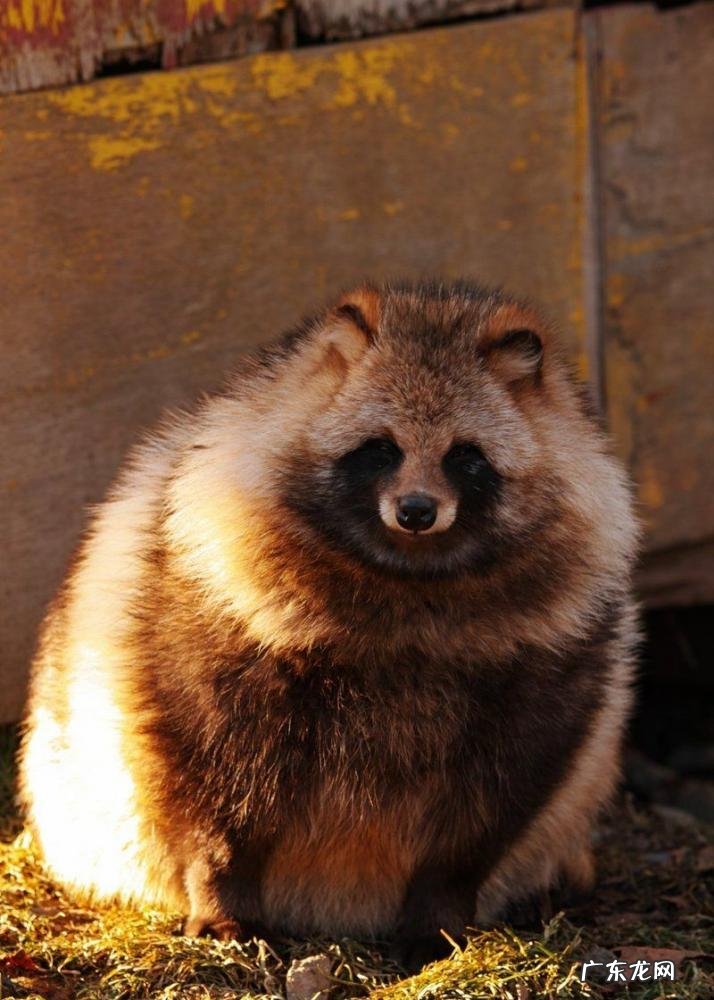 貉子是什么动物怎么读 貉子属于什么动物