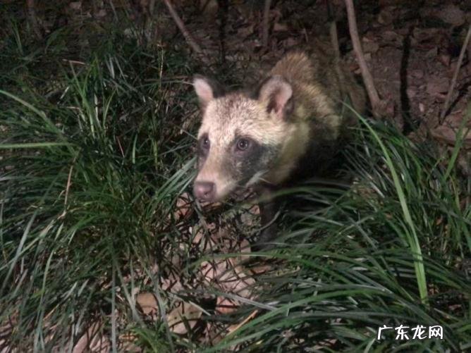 貉子是什么动物怎么读 貉子属于什么动物