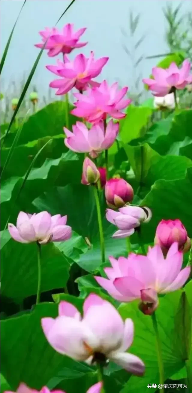 2005年到2010年有哪些热门网络歌曲?