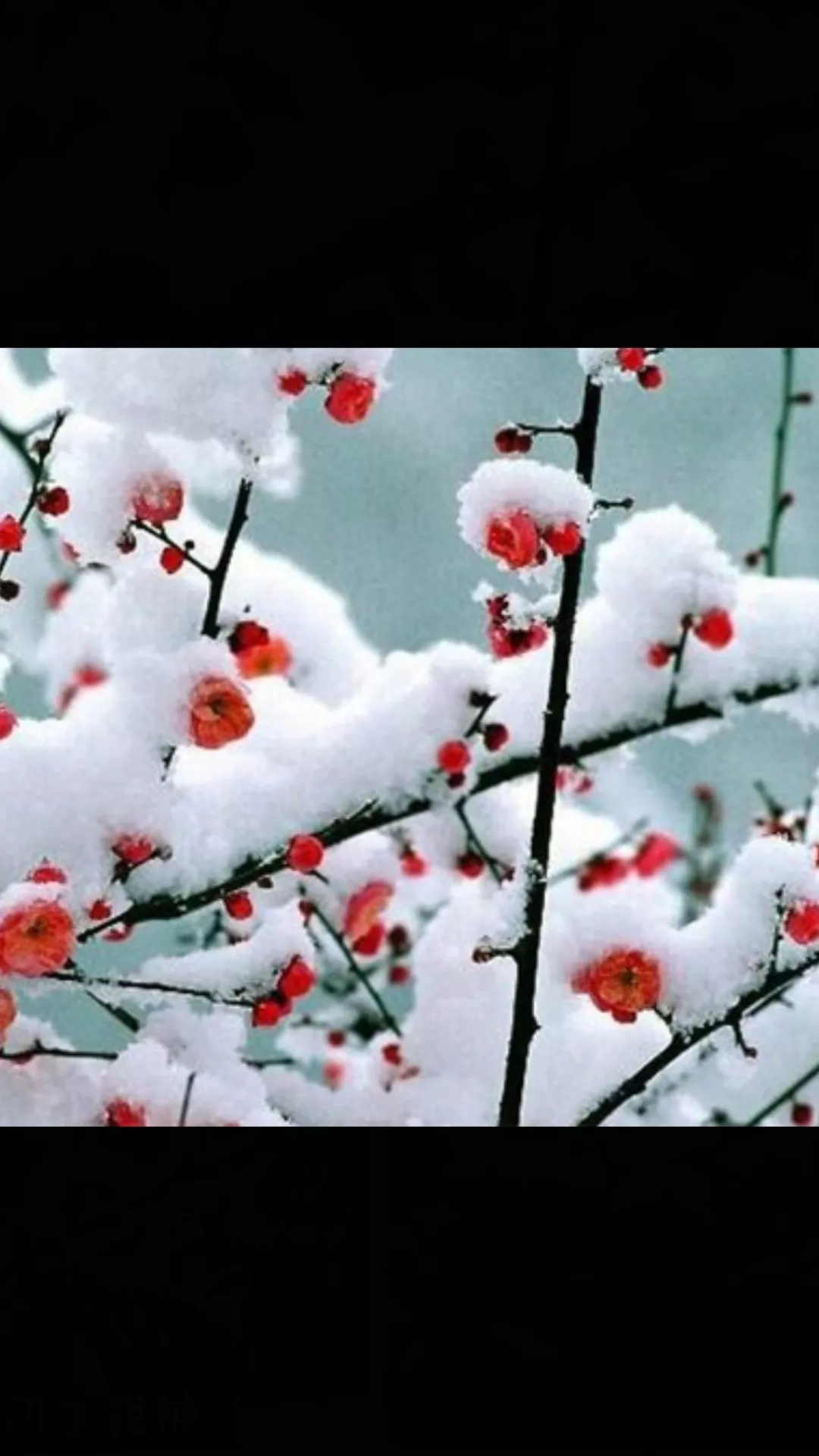 中国古诗里有哪些最能打动人心的梅花诗?