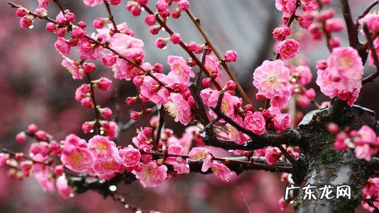 中国古诗里有哪些最能打动人心的梅花诗？