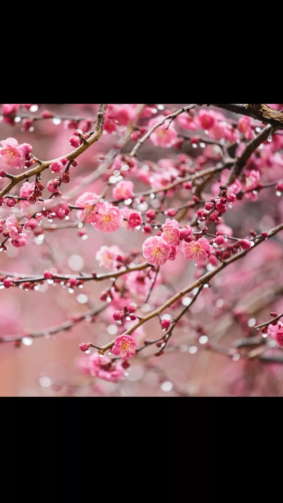 中国古诗里有哪些最能打动人心的梅花诗?