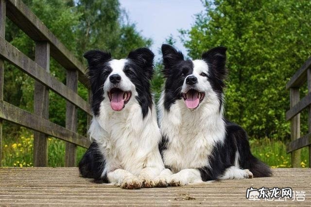 养边境牧羊犬前,你需了解什么事,以免你会后悔?