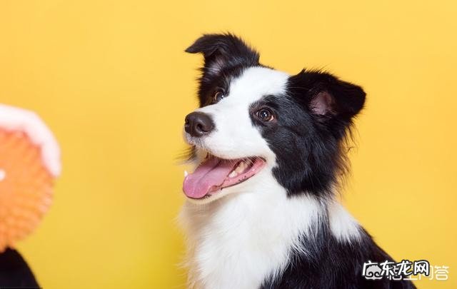 养边境牧羊犬前,你需了解什么事,以免你会后悔?