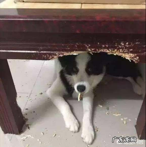 养边境牧羊犬前,你需了解什么事,以免你会后悔?