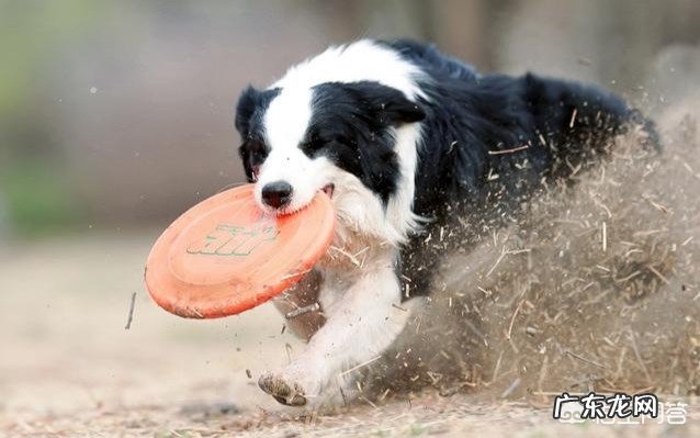 养边境牧羊犬前,你需了解什么事,以免你会后悔?