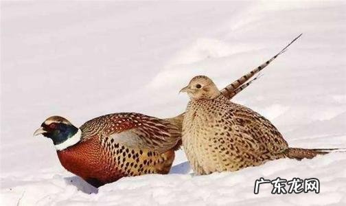 从生物进化角度讲,女性择偶有哪些偏好呢?