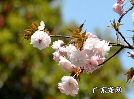 适合拍花发朋友圈的句子 适合拍花发朋友圈的句子文案