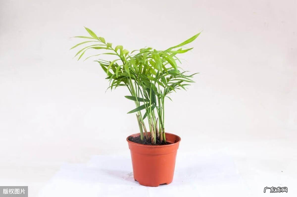 电视柜旁边放什么绿植 电视柜上放什么绿植风水好