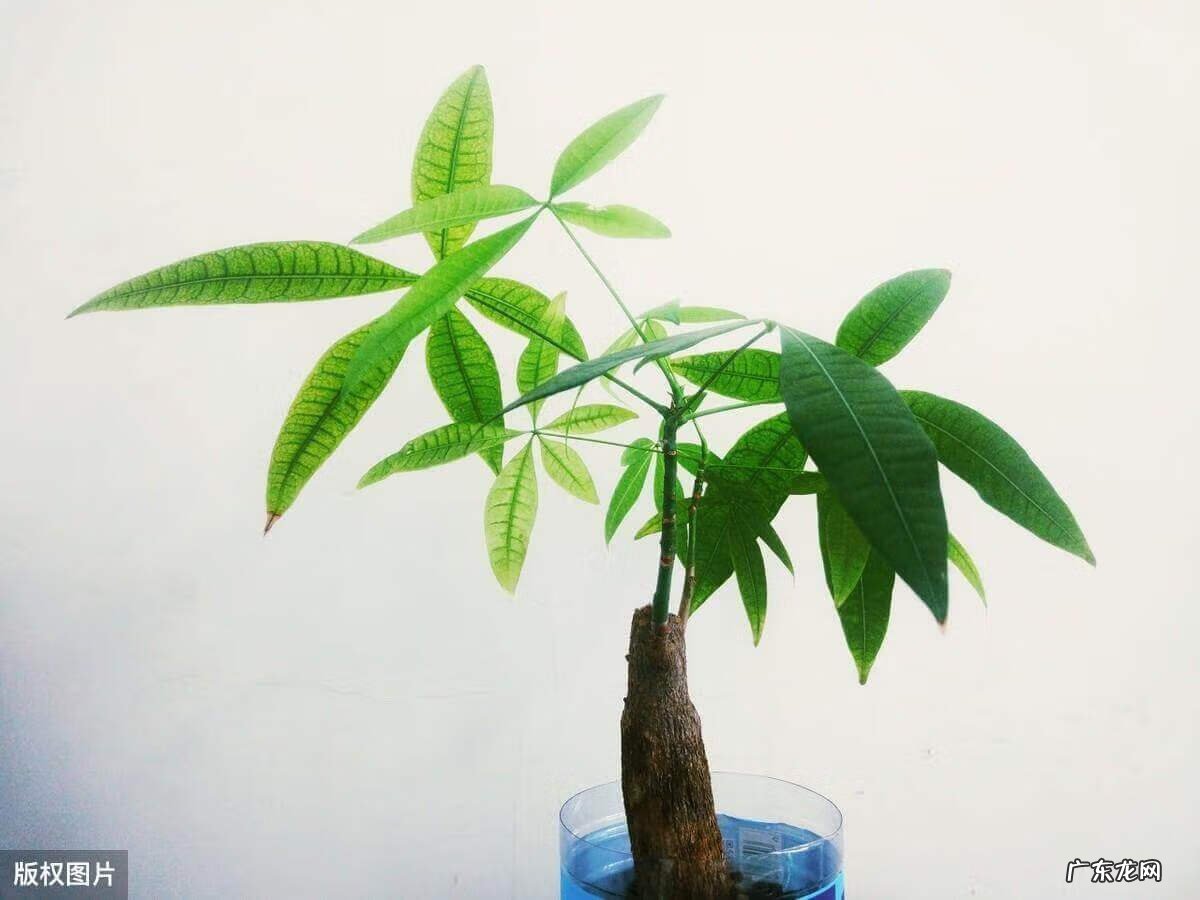 电视柜旁边放什么绿植 电视柜上放什么绿植风水好