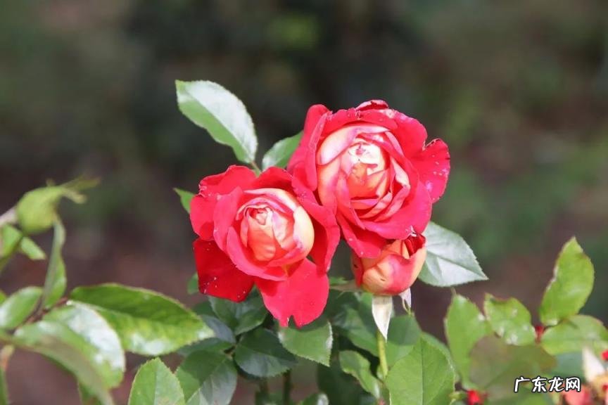 磷酸化学式怎么写来着 磷化氢的化学式