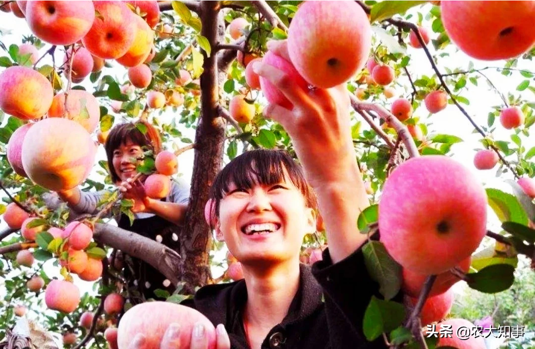 农村苹果的采摘有没有什么技巧,和注意事项?