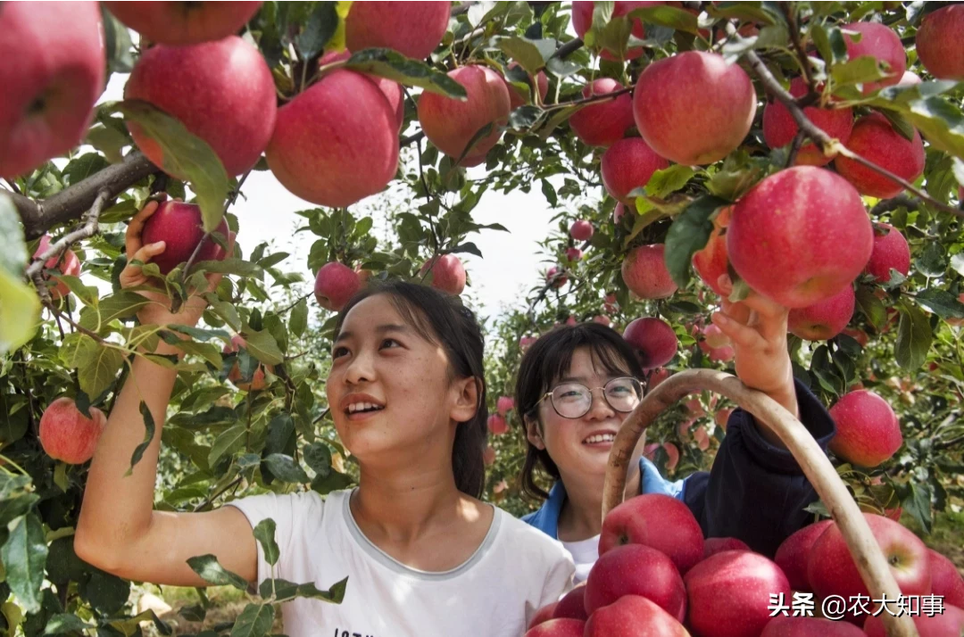 农村苹果的采摘有没有什么技巧,和注意事项?