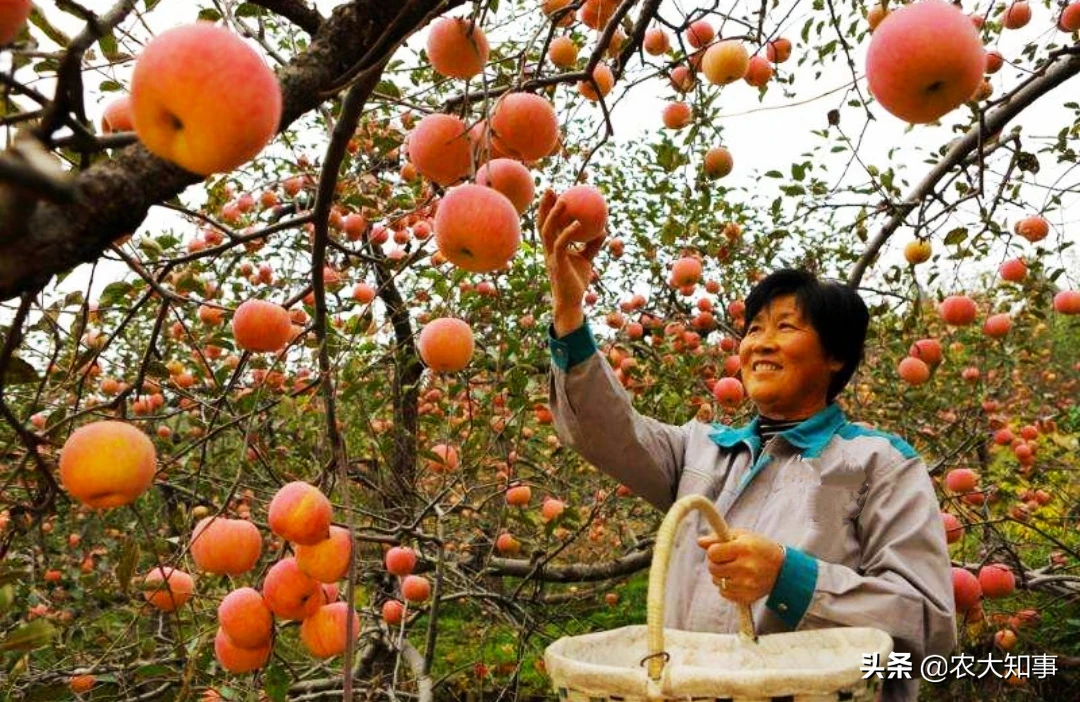 农村苹果的采摘有没有什么技巧,和注意事项?