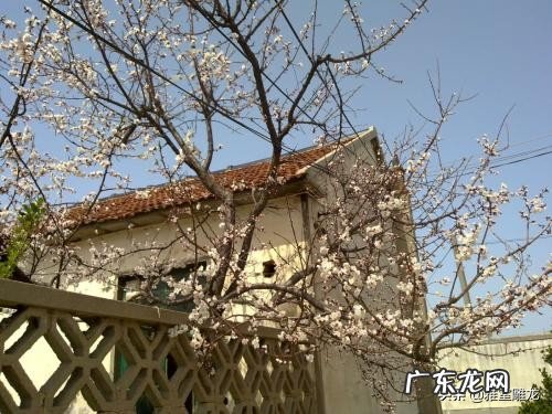 叶绍翁《游园不值》的园主人是谁?你怎么看?