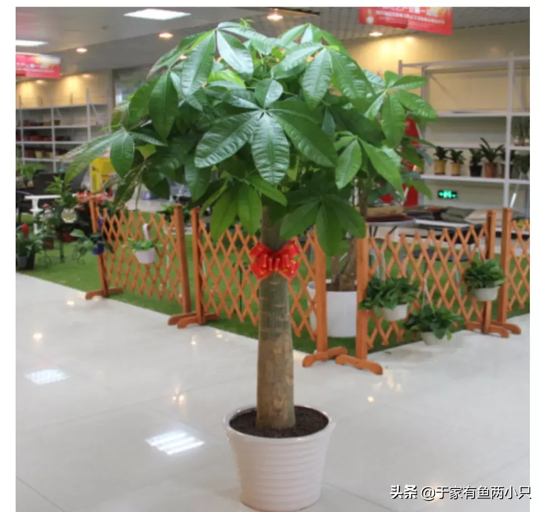 发财树出现叶子发黄掉落怎么办?