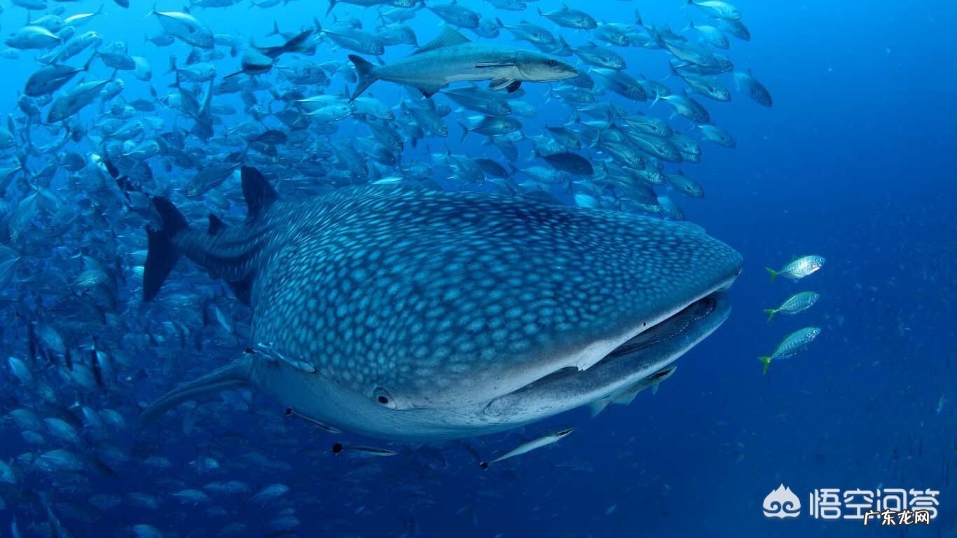 世界上最大的鱼有多大?产生原因是什么?