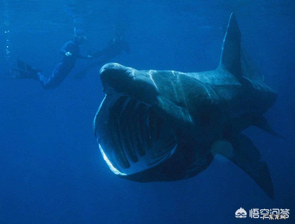 世界上最大的鱼有多大?产生原因是什么?