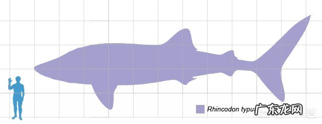 世界上最大的鱼有多大?产生原因是什么?