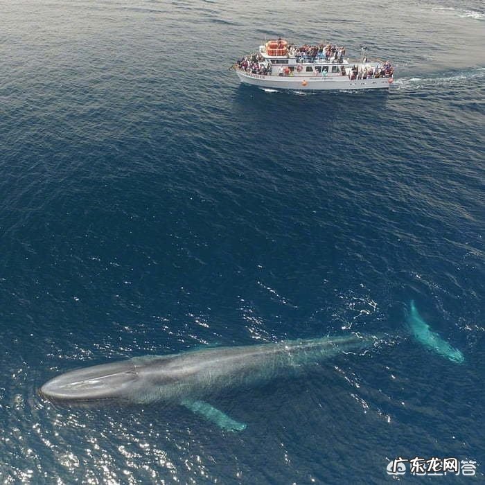 世界上最大的鱼有多大?产生原因是什么?