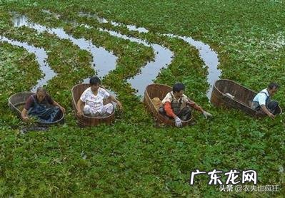 板栗和什么不能一起吃 吃板栗的禁忌事项 板栗和什么一起不能吃