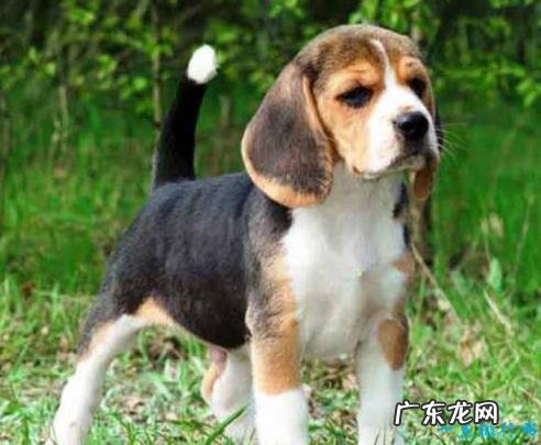 世界十大名犬排行榜 世界十大名犬排名列表