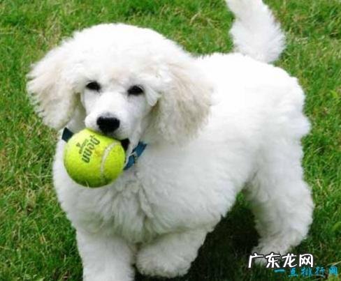 世界十大名犬排行榜 世界十大名犬排名列表