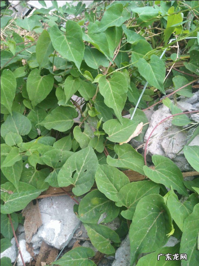 农村的山坡上有哪些名贵药材?你上山采过哪些草药?