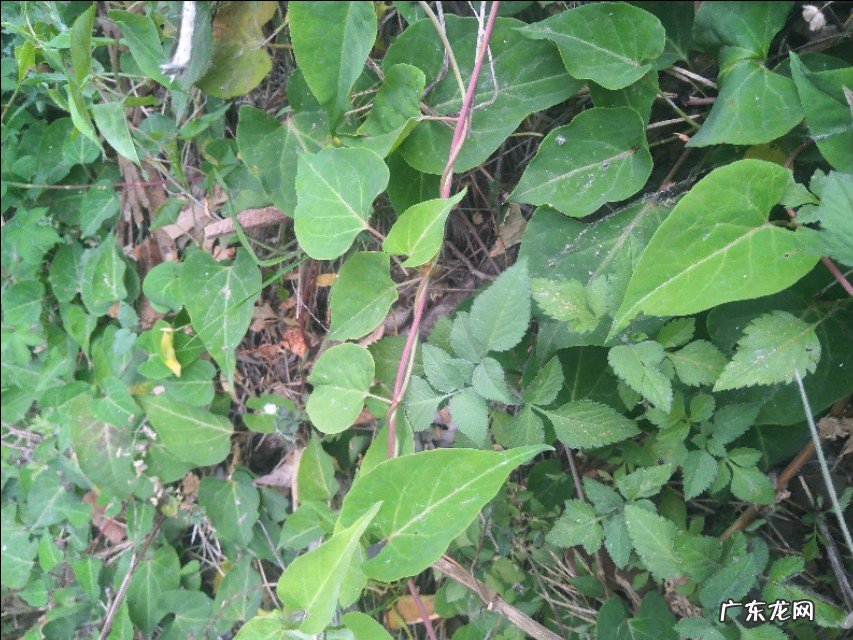 农村的山坡上有哪些名贵药材?你上山采过哪些草药?