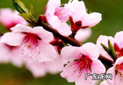 情劫最多的生肖女 情劫最严重的生肖女