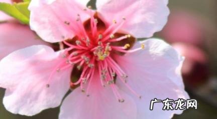 情劫最多的生肖女 情劫最严重的生肖女