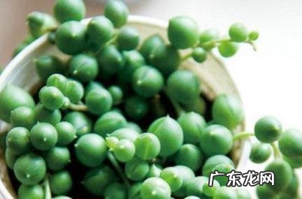 属鸡男人感情上的弱点 属鸡男人感情上的弱点女