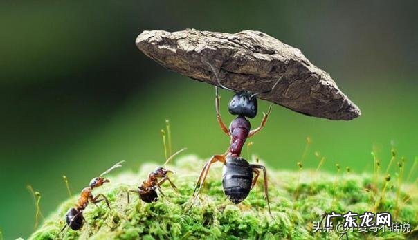 国家为什么阻止蚂蚁金服上市 知乎 政府为什么不让蚂蚁金服上市