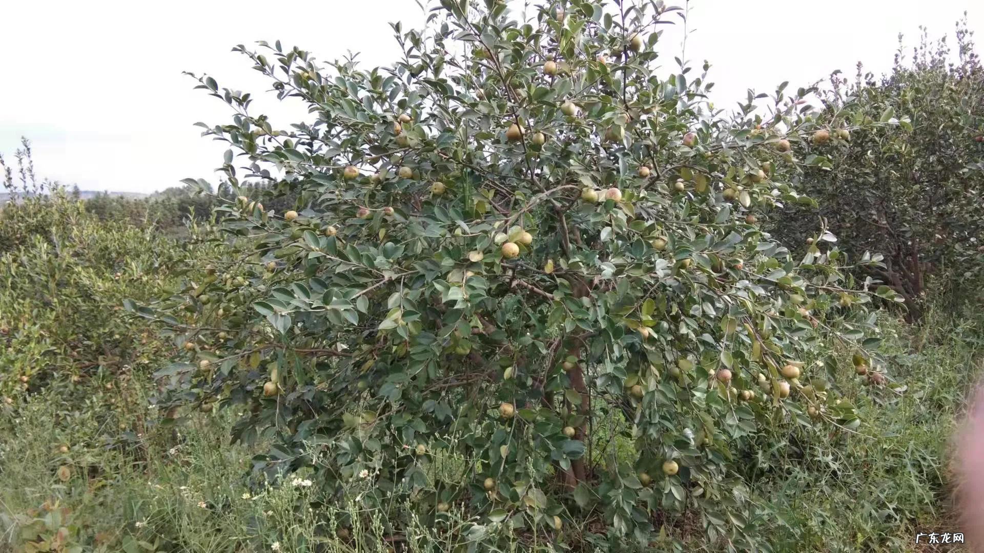 除草剂能杀死大树吗 甘草磷加什么除草有效