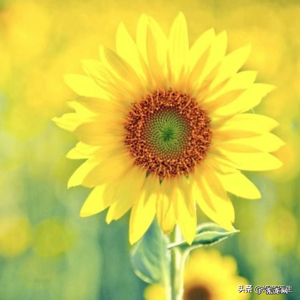 了解健康方面的饮食搭配重要吗?