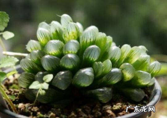 属鸡的为什么不能戴玉 属鸡的为什么不能戴玉又说玉葫芦