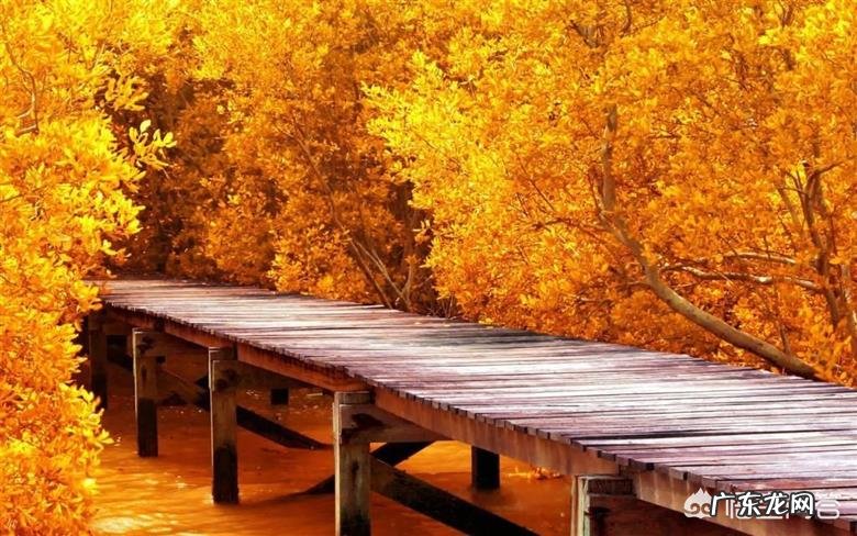 你知道的关于秋天的诗词有哪些?