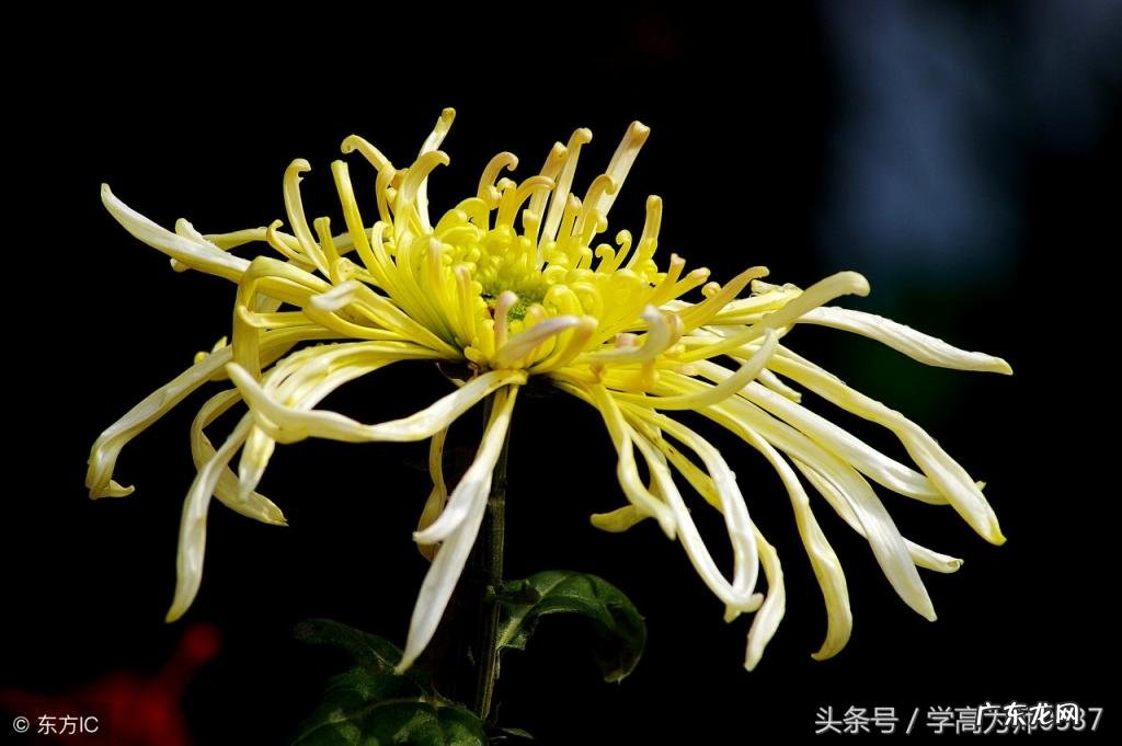 一径竹阴云满地下一句是什么 一径竹阴云满地,半帘花影月笼纱的地名