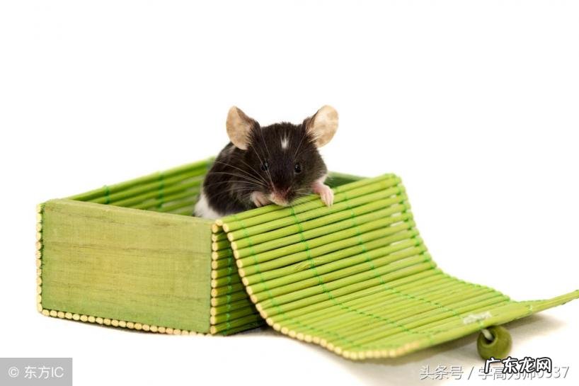 一径竹阴云满地下一句是什么 一径竹阴云满地,半帘花影月笼纱的地名