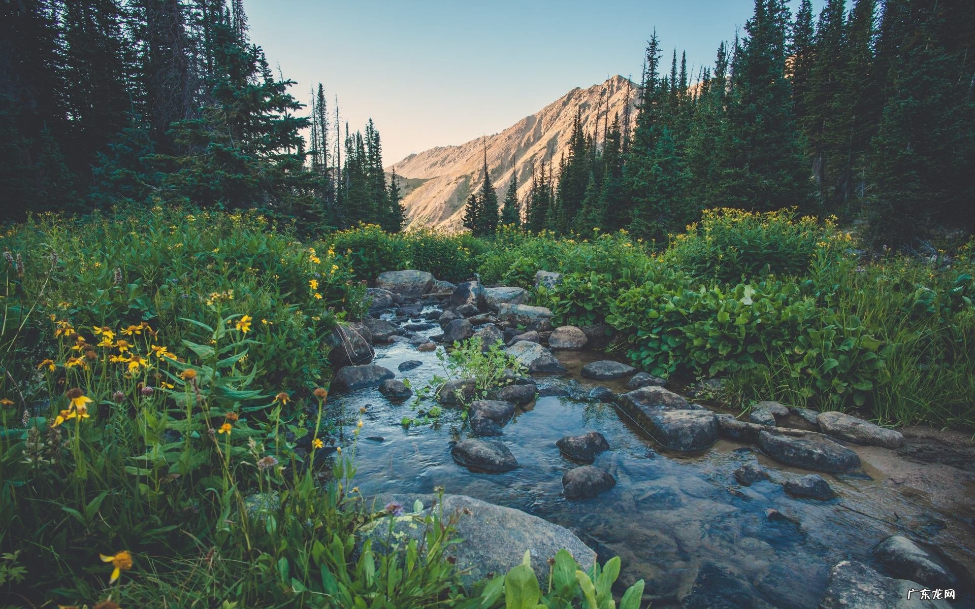 十二生肖什么时候会很想家?