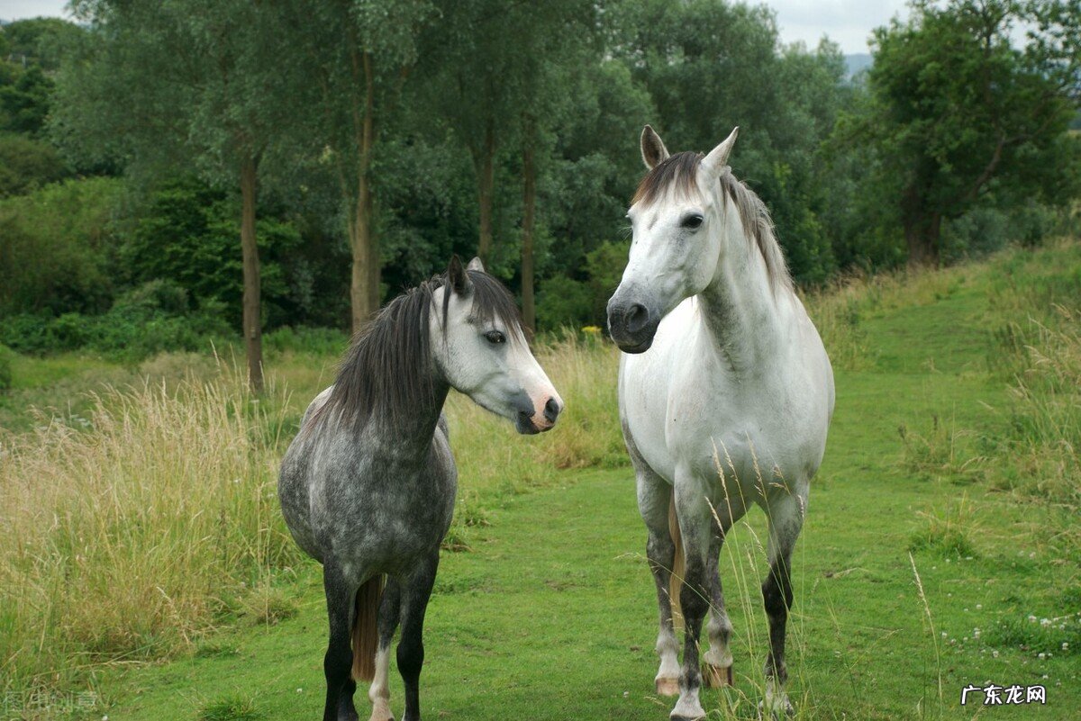十二生肖什么时候会很想家?
