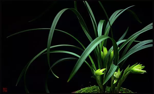 下联-菊花开,菊花残,塞雁高飞人未还。求上联?