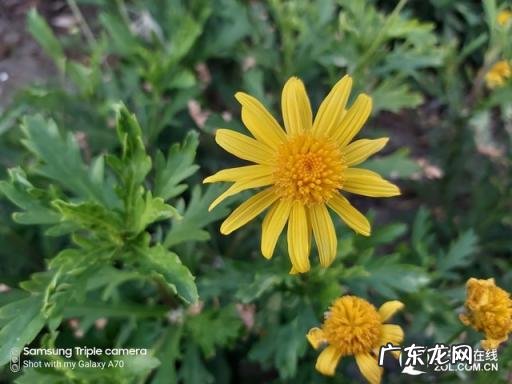 a70三星参数 三星A70s处理器