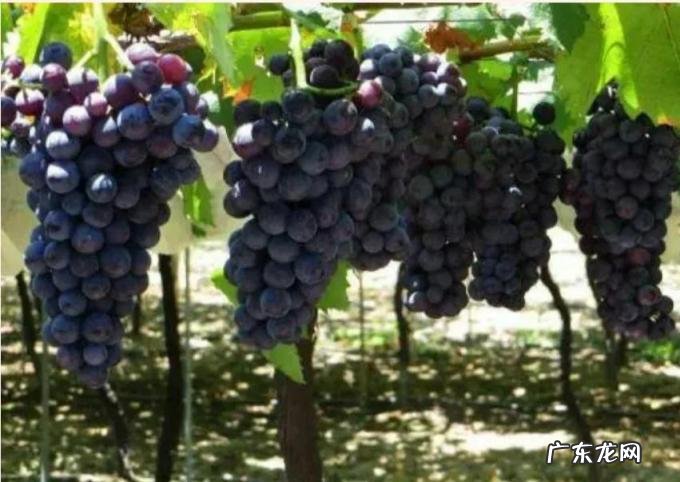 锦州特产有哪些可以送人的 锦州送礼特产