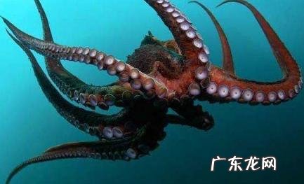 章鱼是外星生物吗 章鱼是外星生物吗?1002无标题