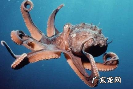 章鱼是外星生物吗 章鱼是外星生物吗?1002无标题