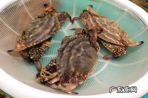 买梭子蟹是买活的还是冰冻的 网上买梭子蟹为什么都是冷冻的呢