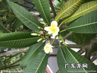 真有鸡蛋树吗 鸡蛋树的果实图片大全