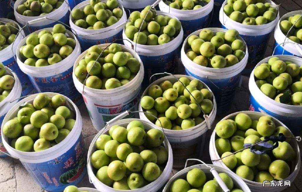 奶枣是什么样的? 奶枣什么样?